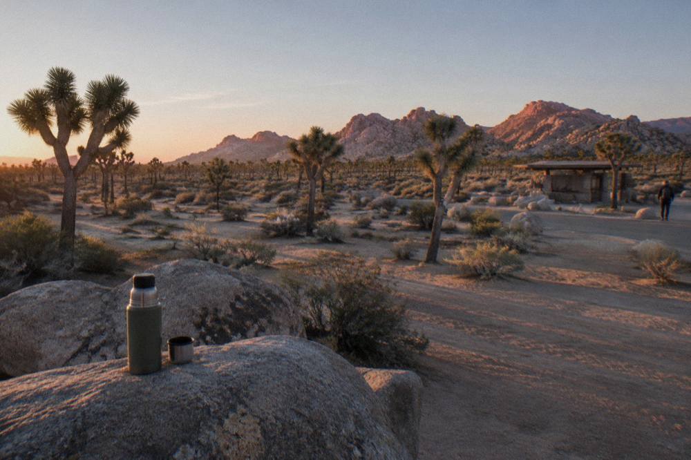 Sunrise light across a Joshua tree forest with long shadows on open sandy ground
