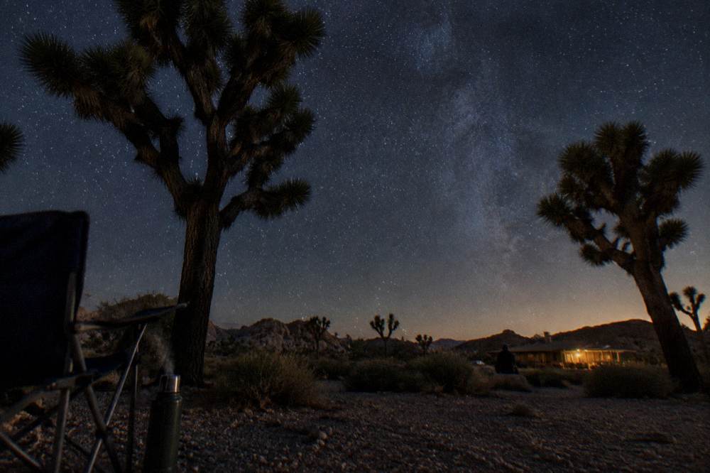A dark desert sky filled with stars above the silhouettes of Joshua trees