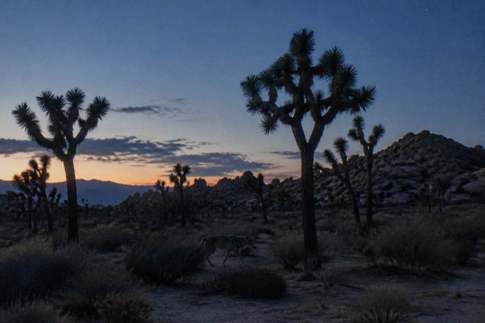 Desert plain at dusk with silhouetted Joshua trees and a deep blue twilight sky