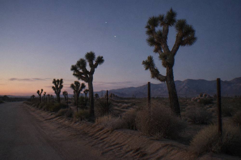 Quiet desert road lined with Joshua trees leading toward distant mountains under a clear sky