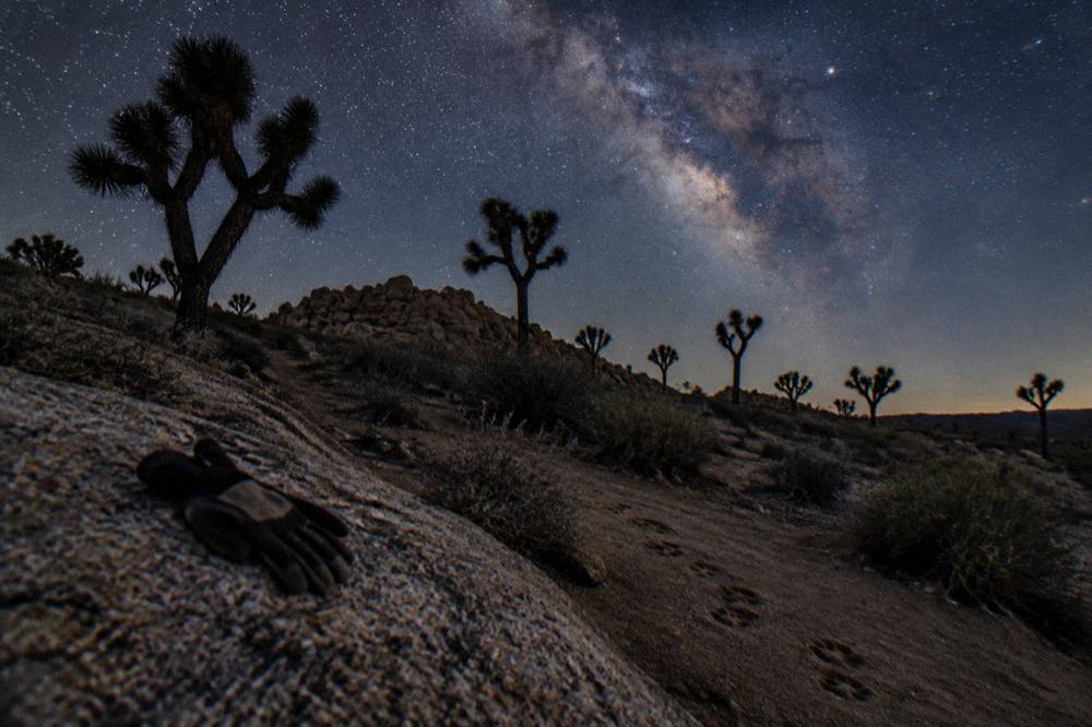 Silhouetted Joshua trees on a ridge under the Milky Way