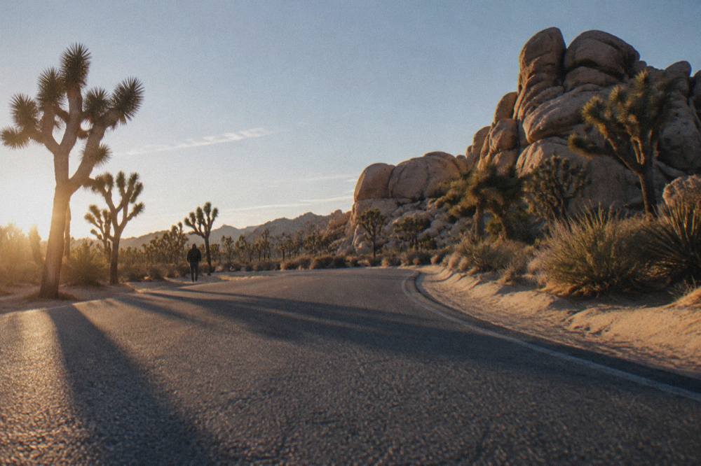 Rocks and Joshua trees along a quiet desert road near the western entrance