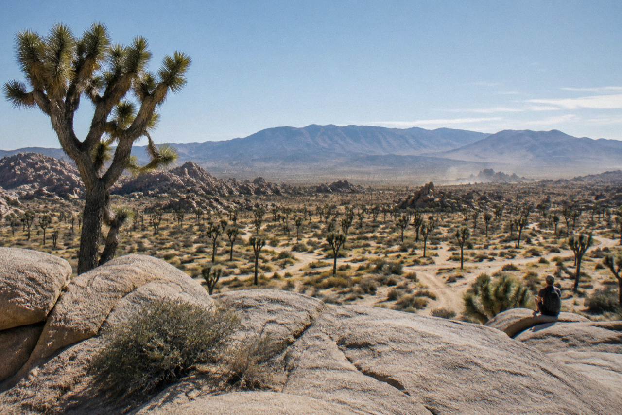 Wide desert plain dotted with Joshua trees under a clear morning sky in Joshua Tree National Park
