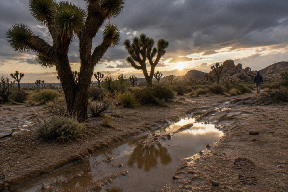 A stand of Joshua trees on open desert ground at golden hour