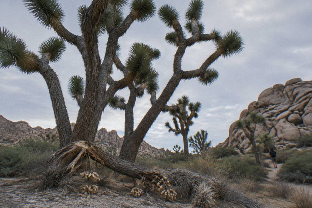 A cluster of Joshua trees with twisted branches against a pale desert sky
