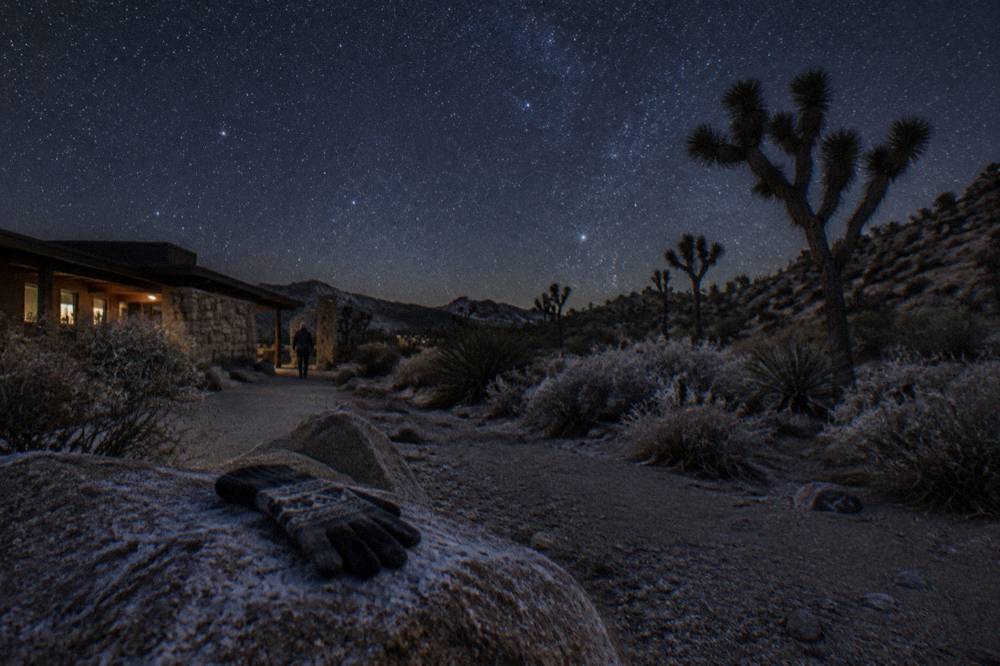 A night sky filled with stars above silhouetted Joshua trees