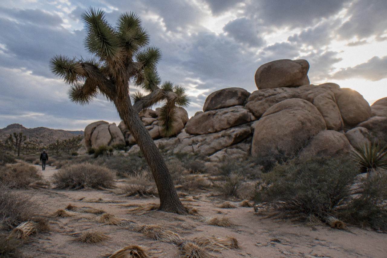 A lone Joshua tree standing on open desert ground with granite boulders behind it