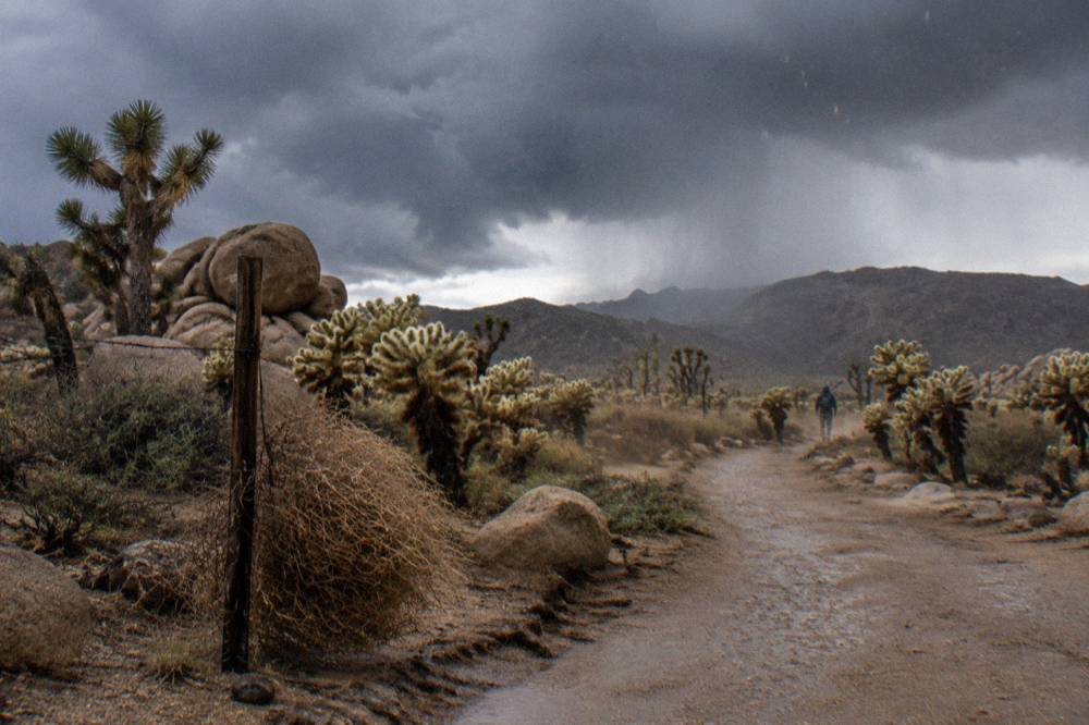 Rough unpaved desert road winding between boulders and joshua trees