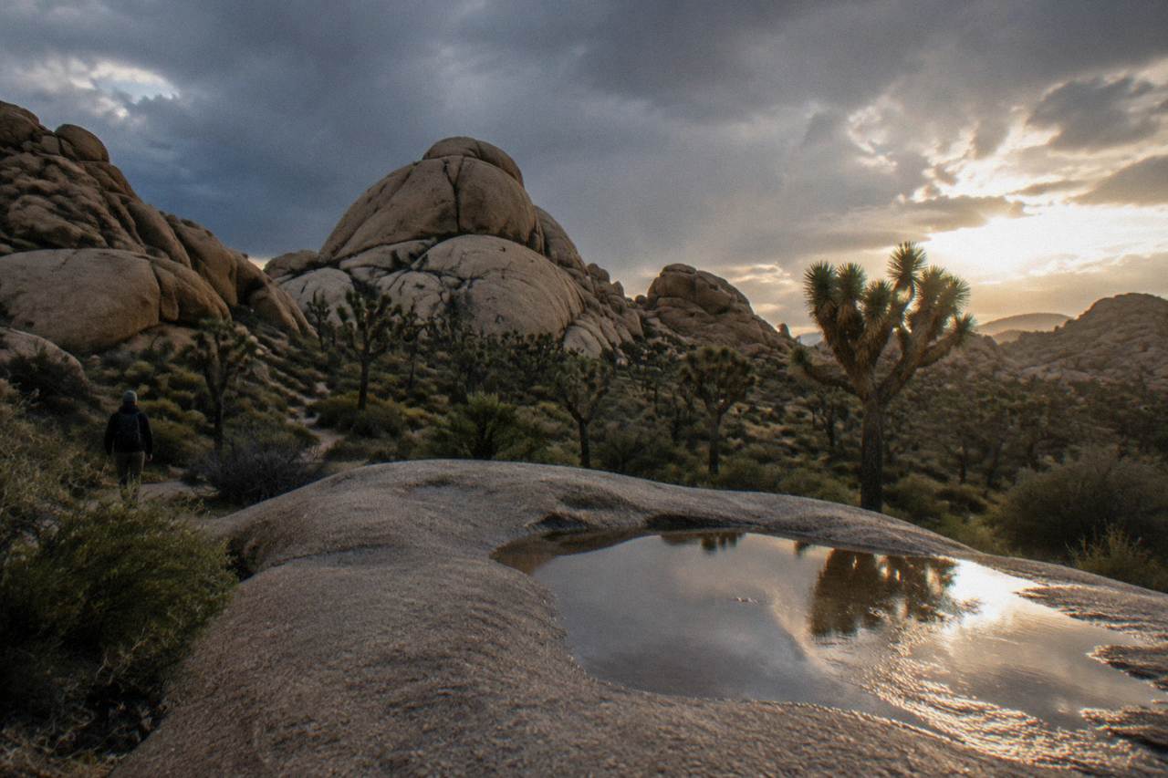 A rock formation rising above a Joshua tree forest under a clear desert sky