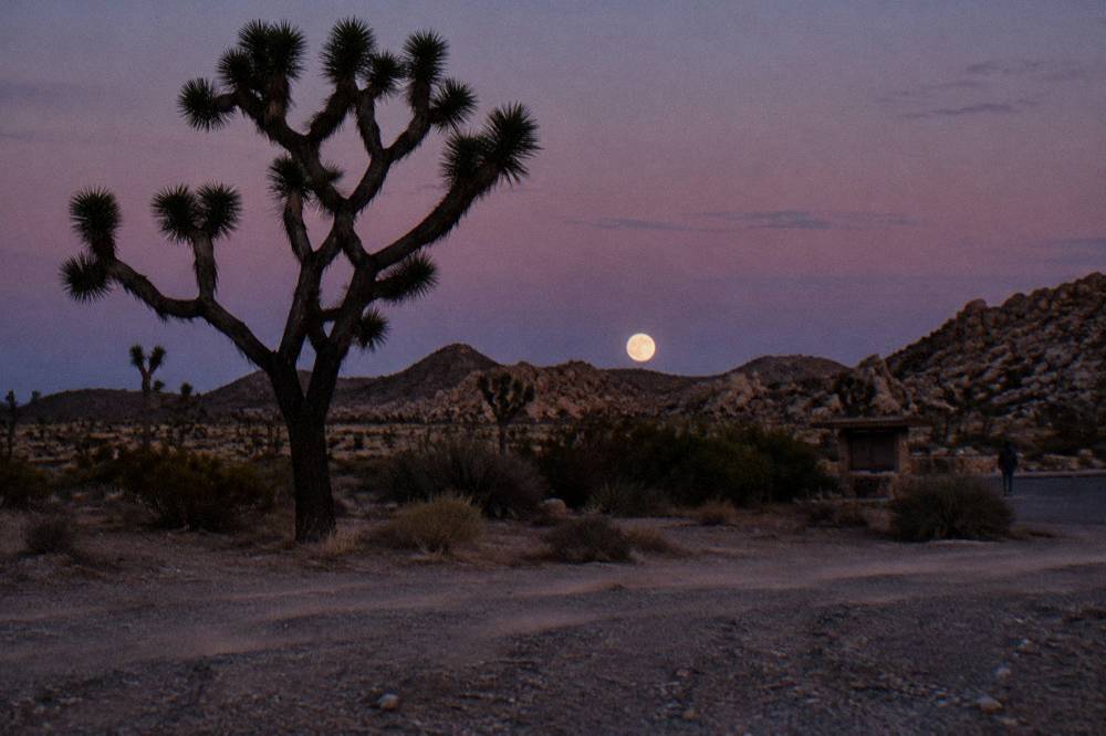 Twisted Joshua tree silhouetted against open desert horizon