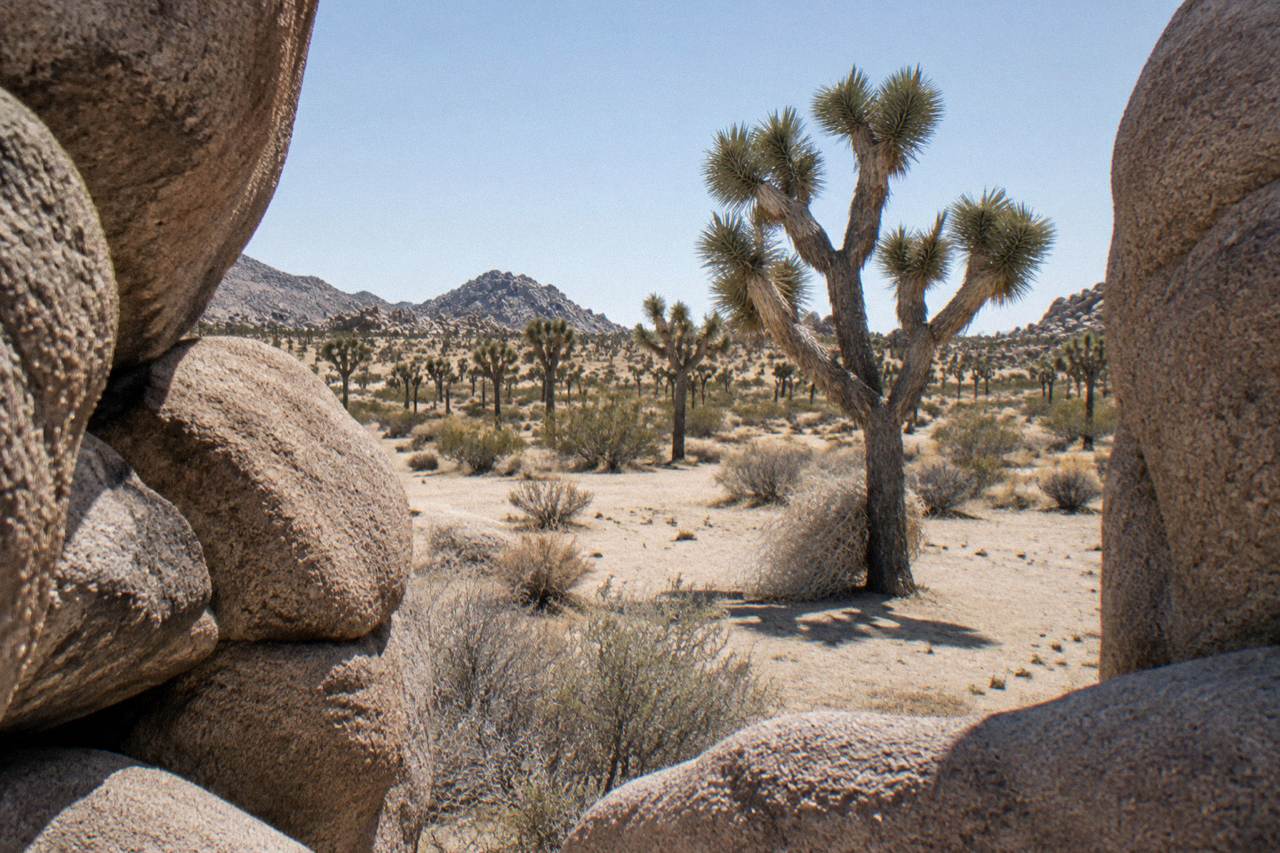 Wide desert plain with scattered Joshua trees and boulder formations under a clear sky