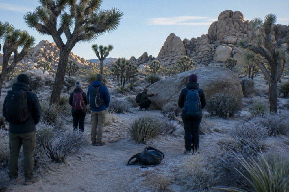 A guide pointing out rock features to a small group standing among Joshua trees