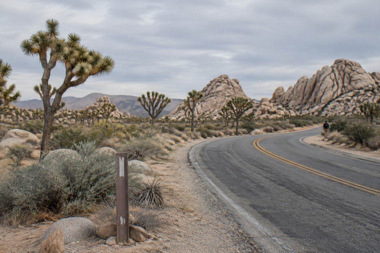 A paved desert road winding past Joshua trees and rock formations under a wide sky