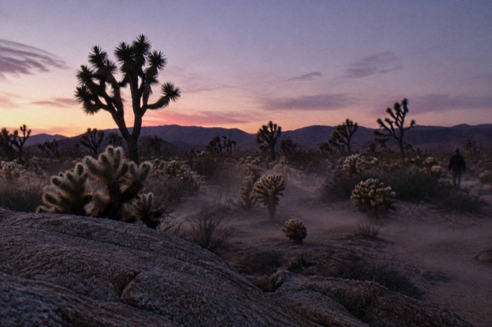 Wide desert panorama with Joshua trees silhouetted against distant hills