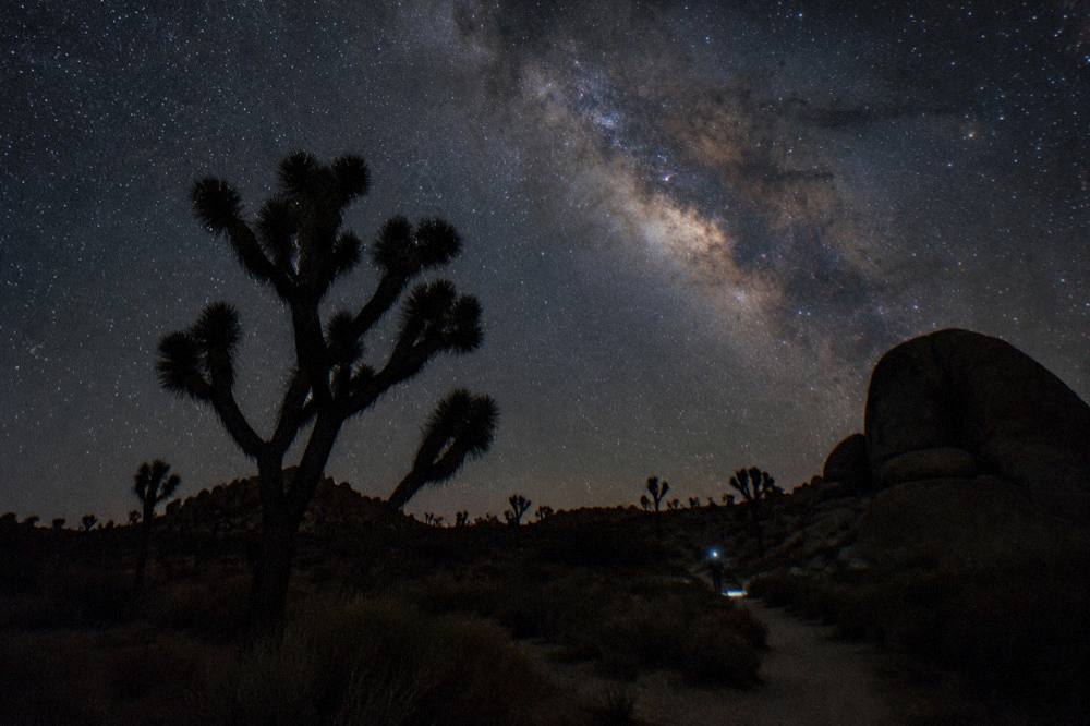 A dark desert sky full of stars above the silhouetted outline of Joshua trees