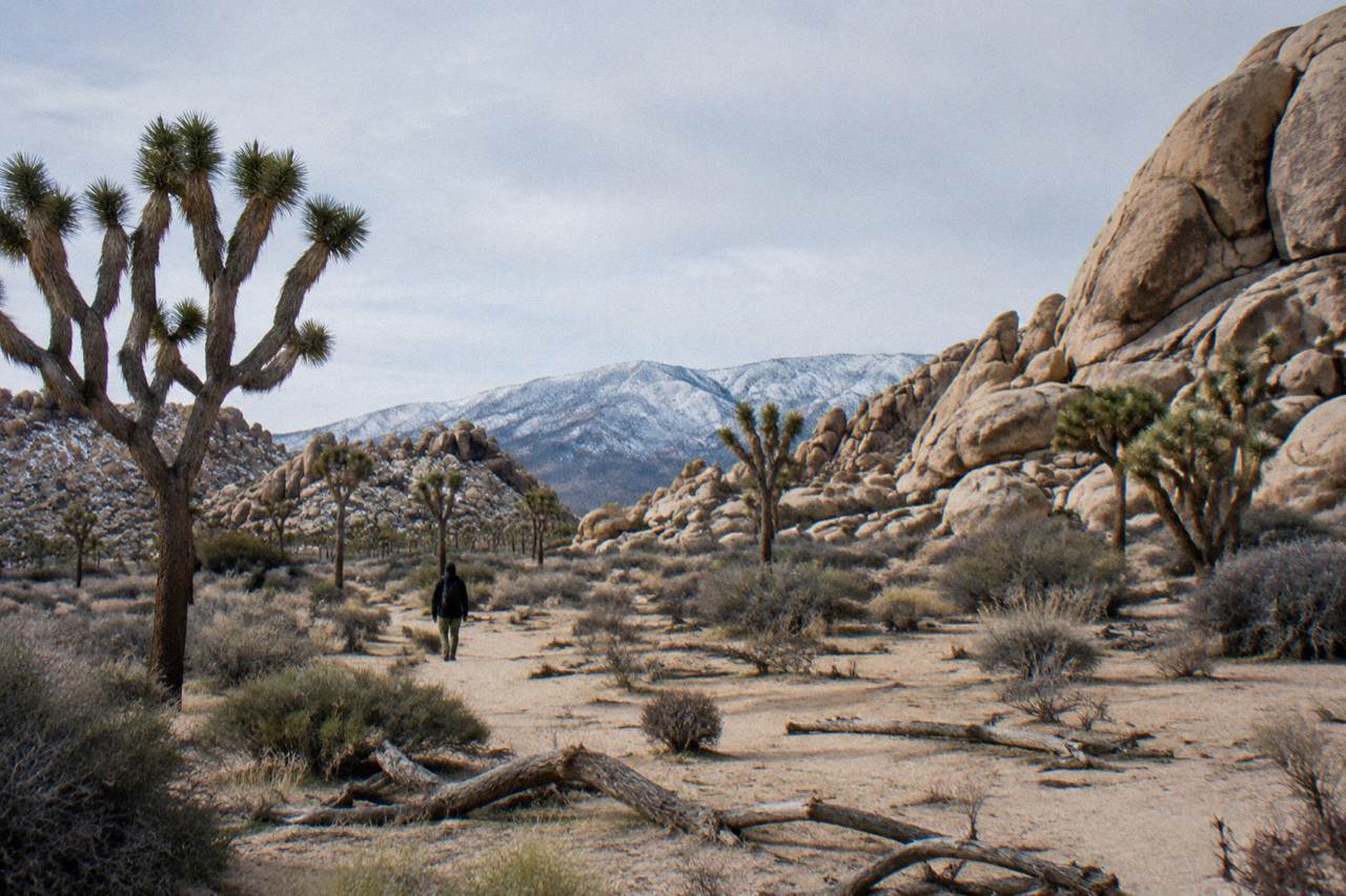 Joshua trees on a boulder field under a pale winter sky with distant snow-dusted mountains