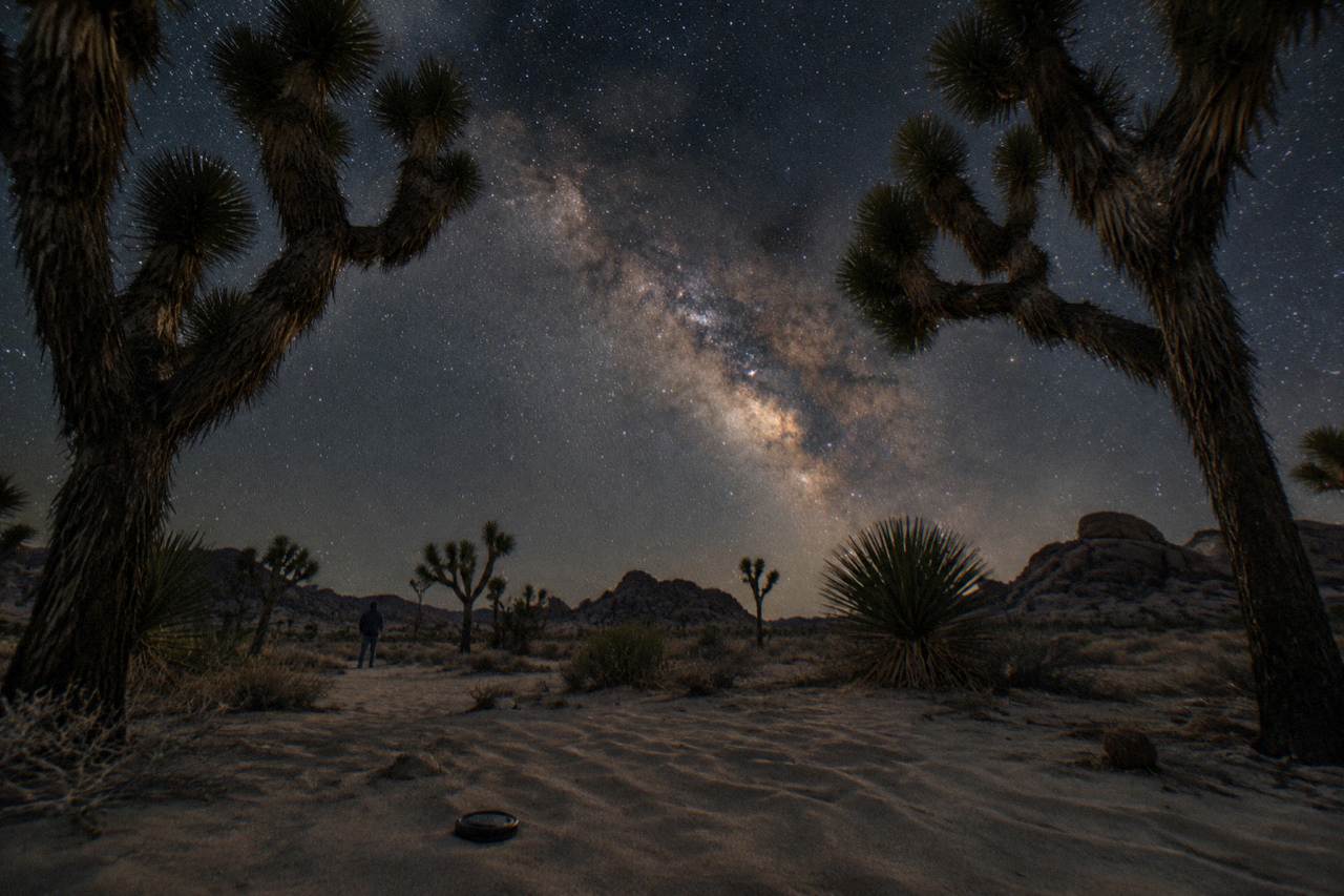 Band of the Milky Way over silhouetted Joshua trees under a dark desert sky