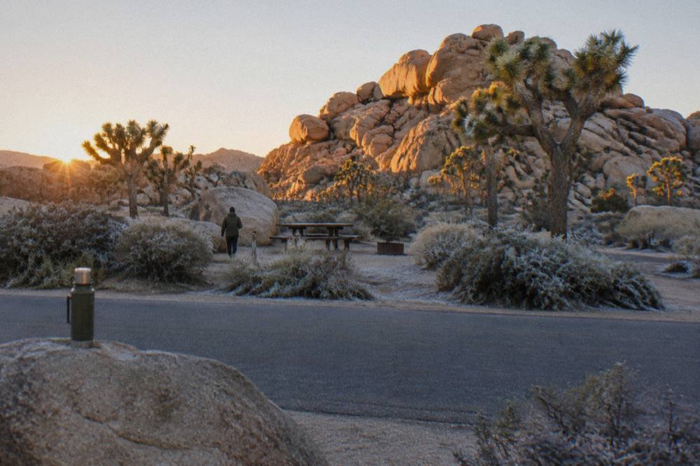 Granite boulder formations and Joshua trees along a paved park road in early light