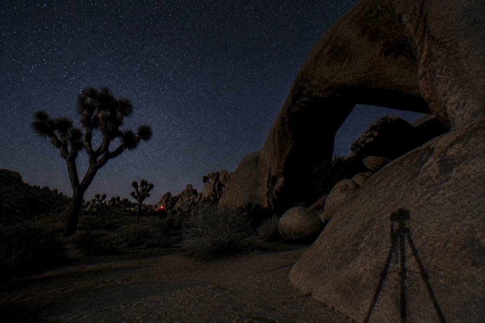 Night sky filled with stars above silhouetted Joshua trees