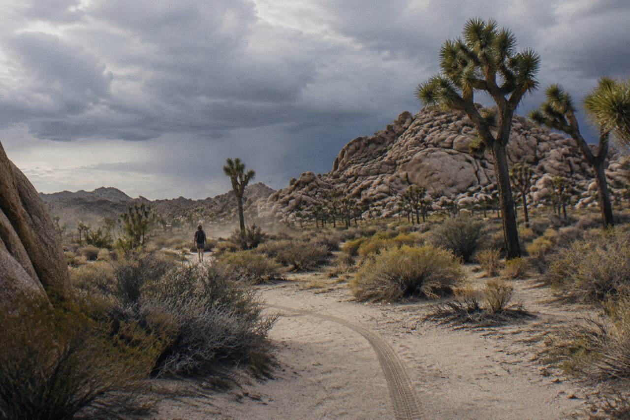 Joshua trees and granite boulders under a wide desert sky in Joshua Tree National Park